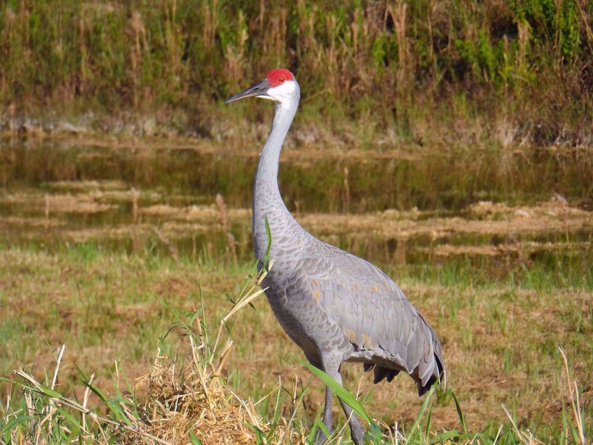 Sandhill crane Florida