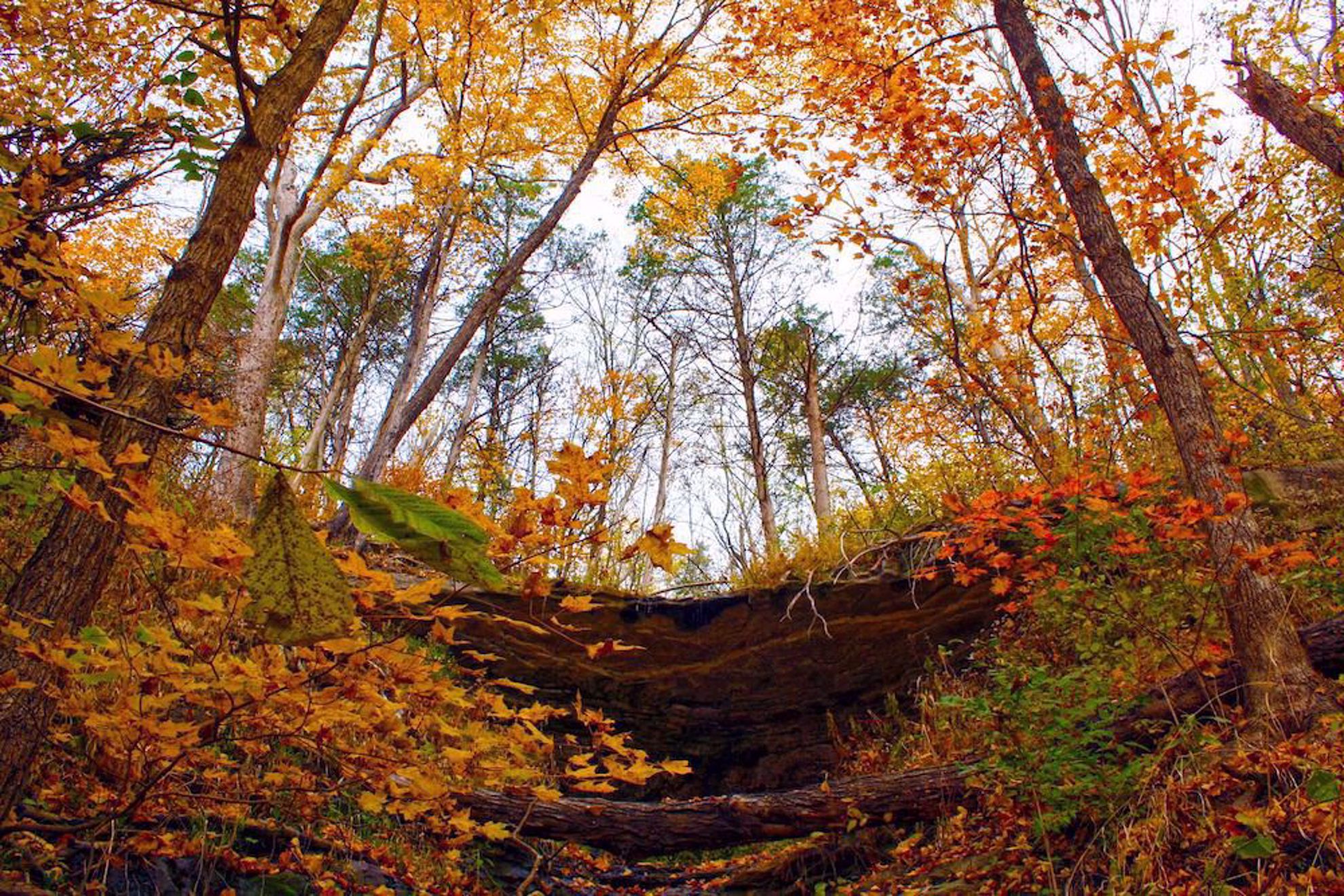 Fall leaves along Katy Trail