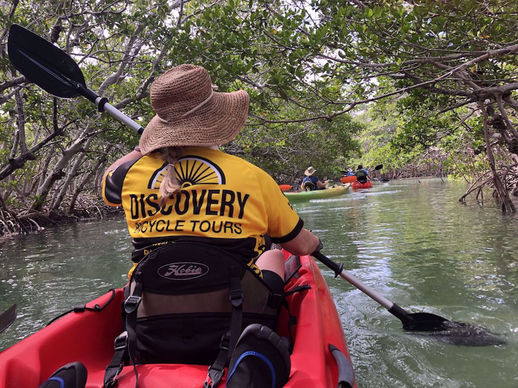 Kayaking in mangroves