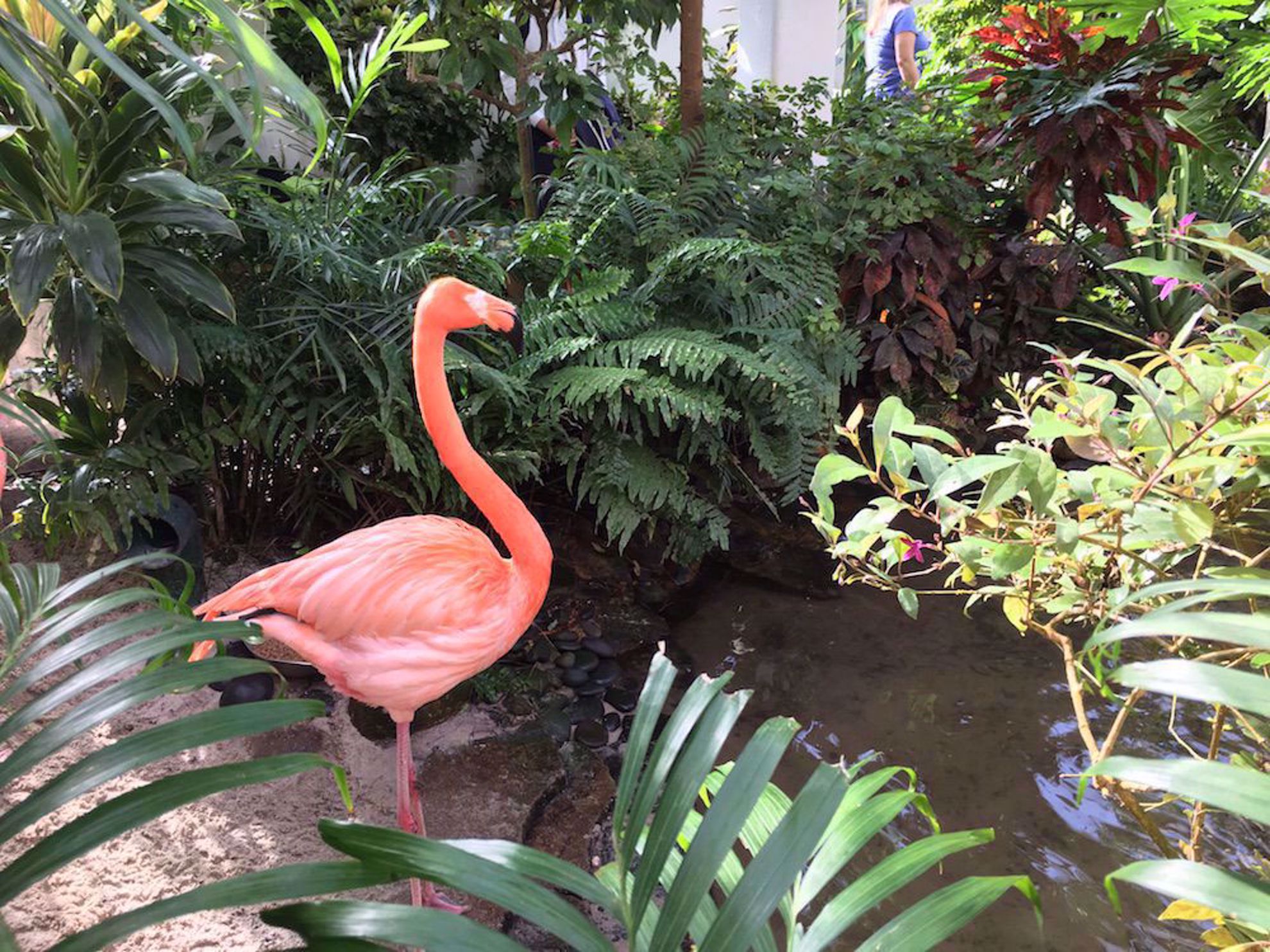 Flamingo at Butterfly World Key West