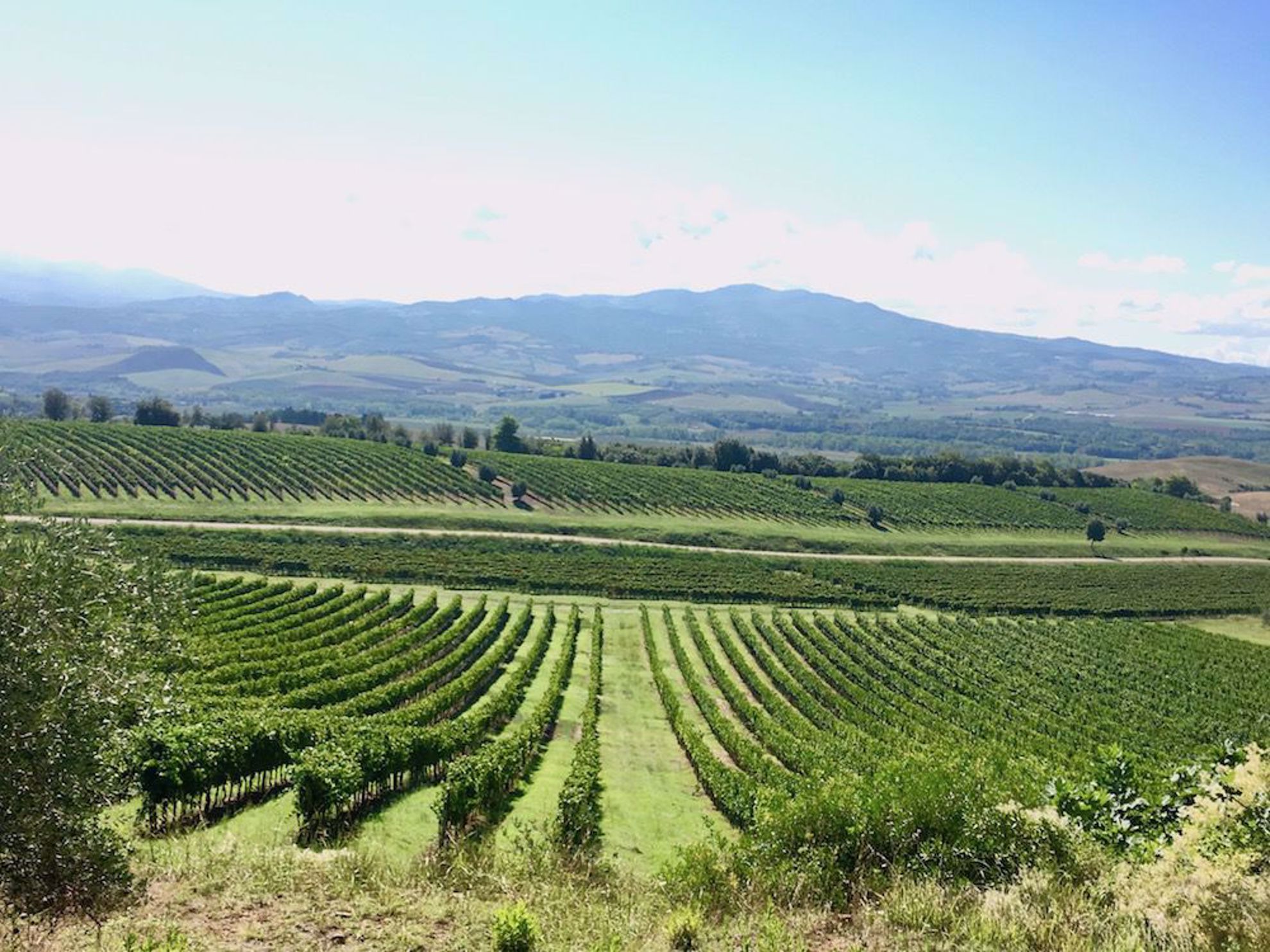 Tuscany valley and vineyard