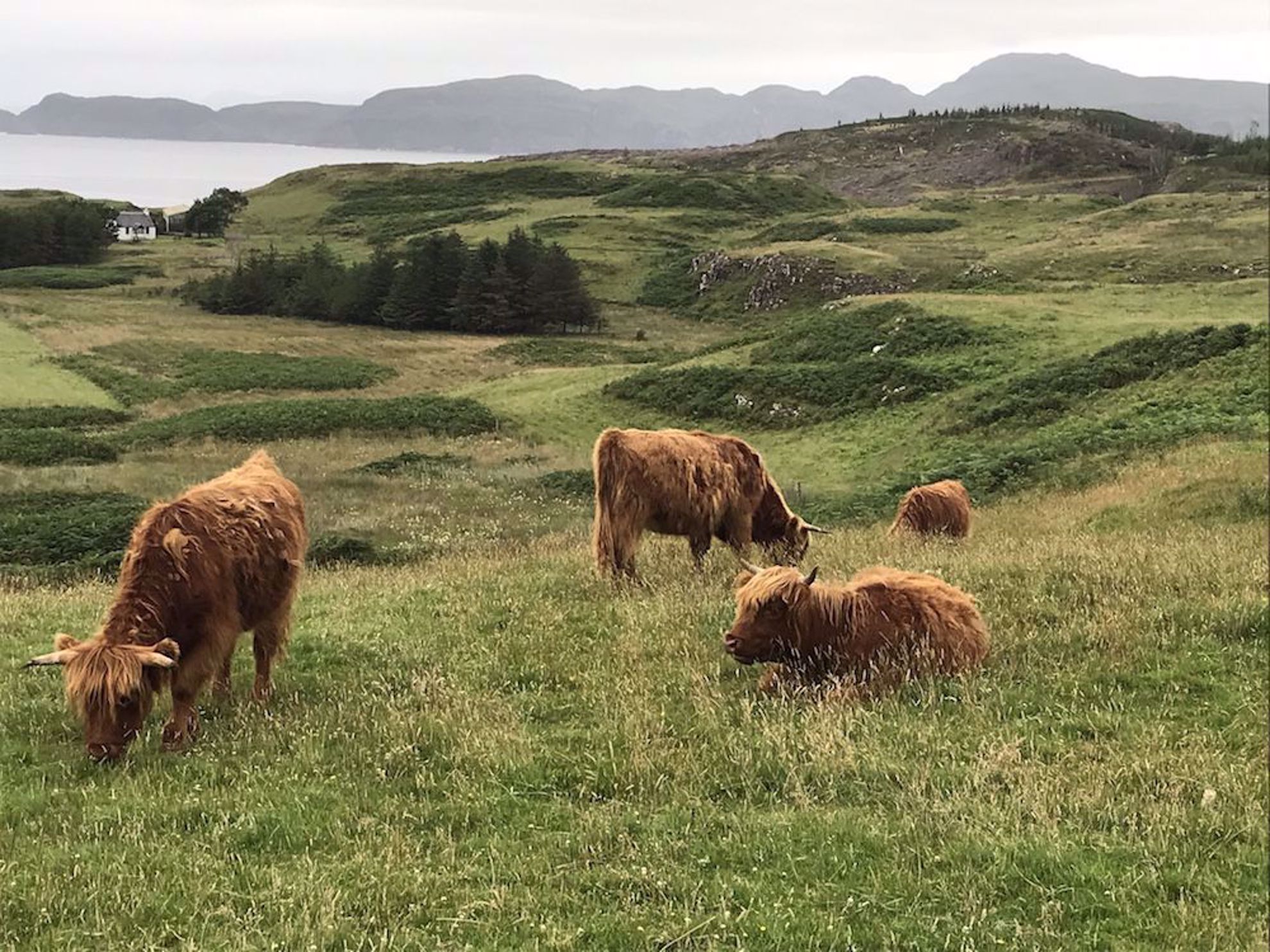 Highland cattle Scotland