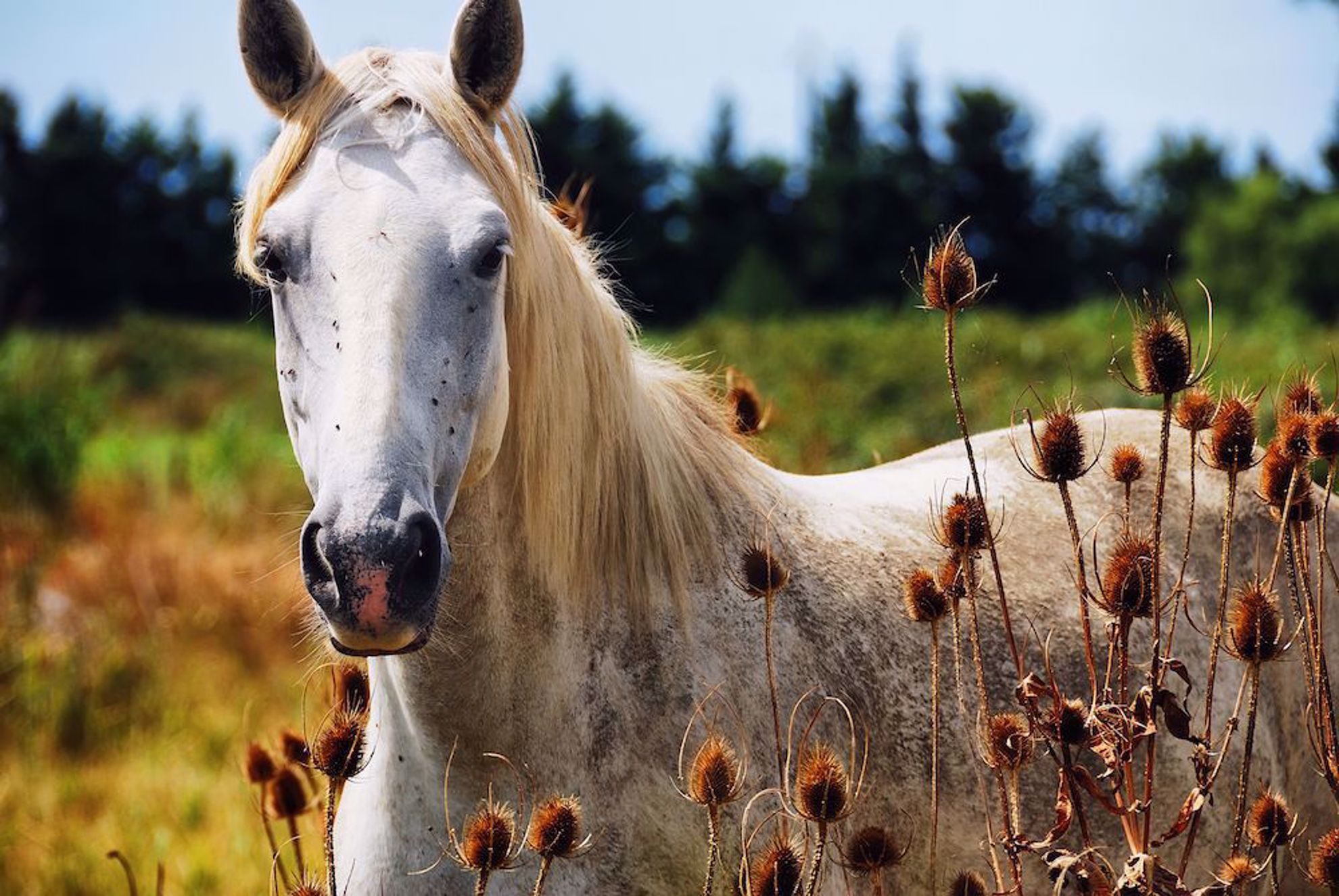 Famous Camargue white horse