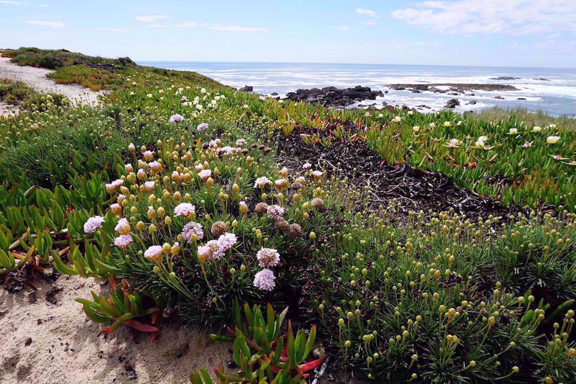 Flowers on coast Portugal