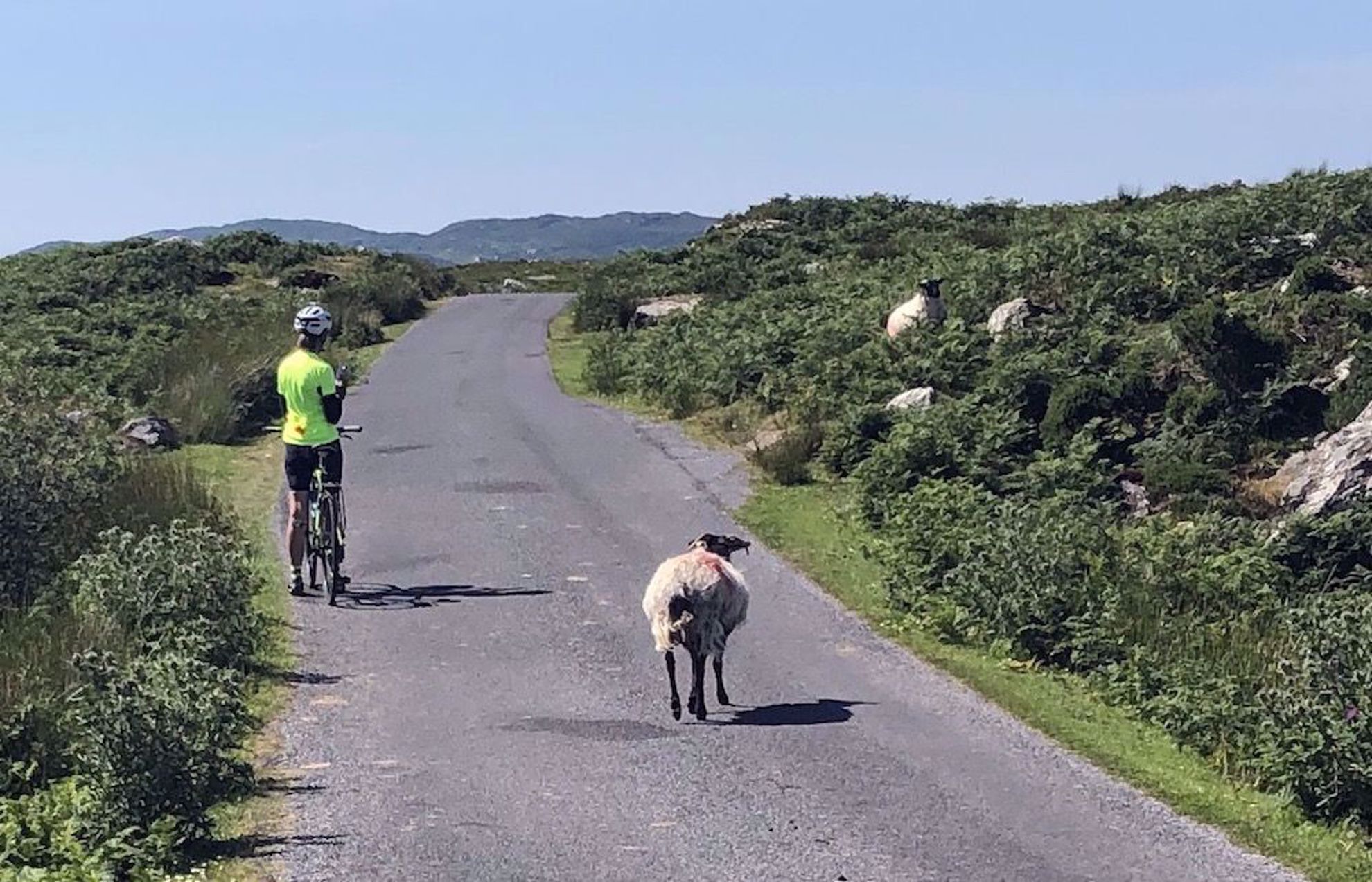 Riding with sheep friends