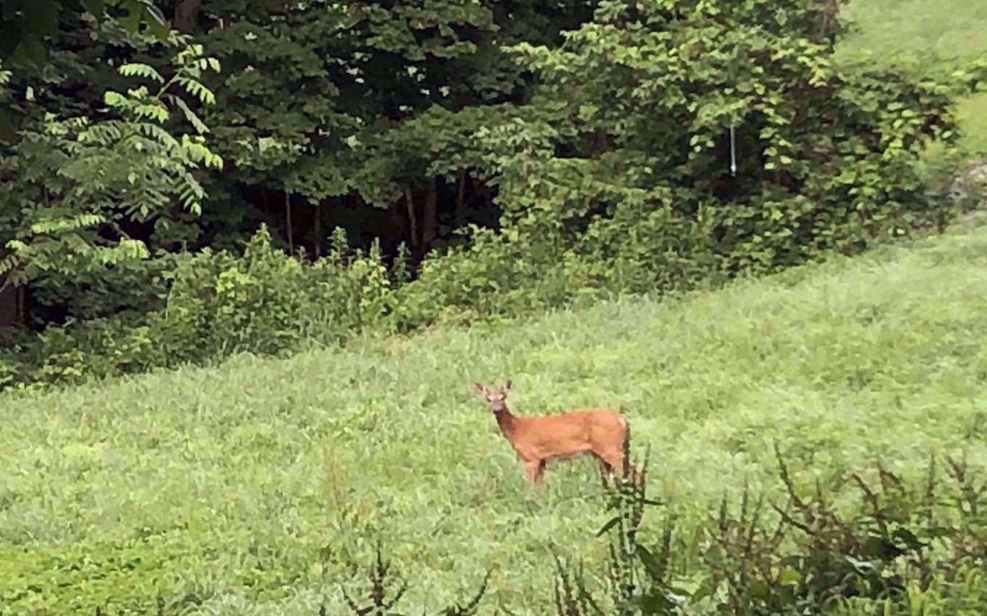 Deer in Vermont
