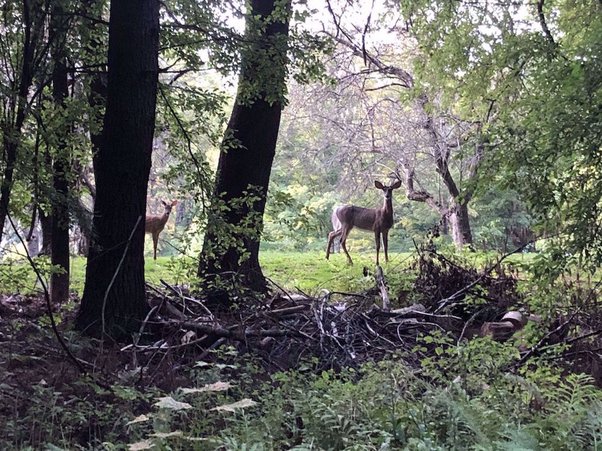 Deer in woods