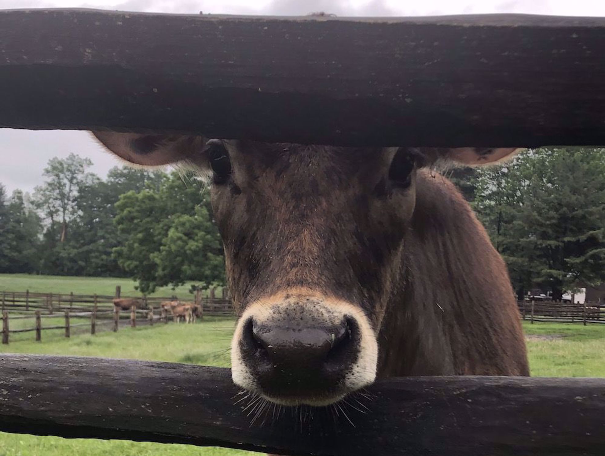 Jersey cow through fence