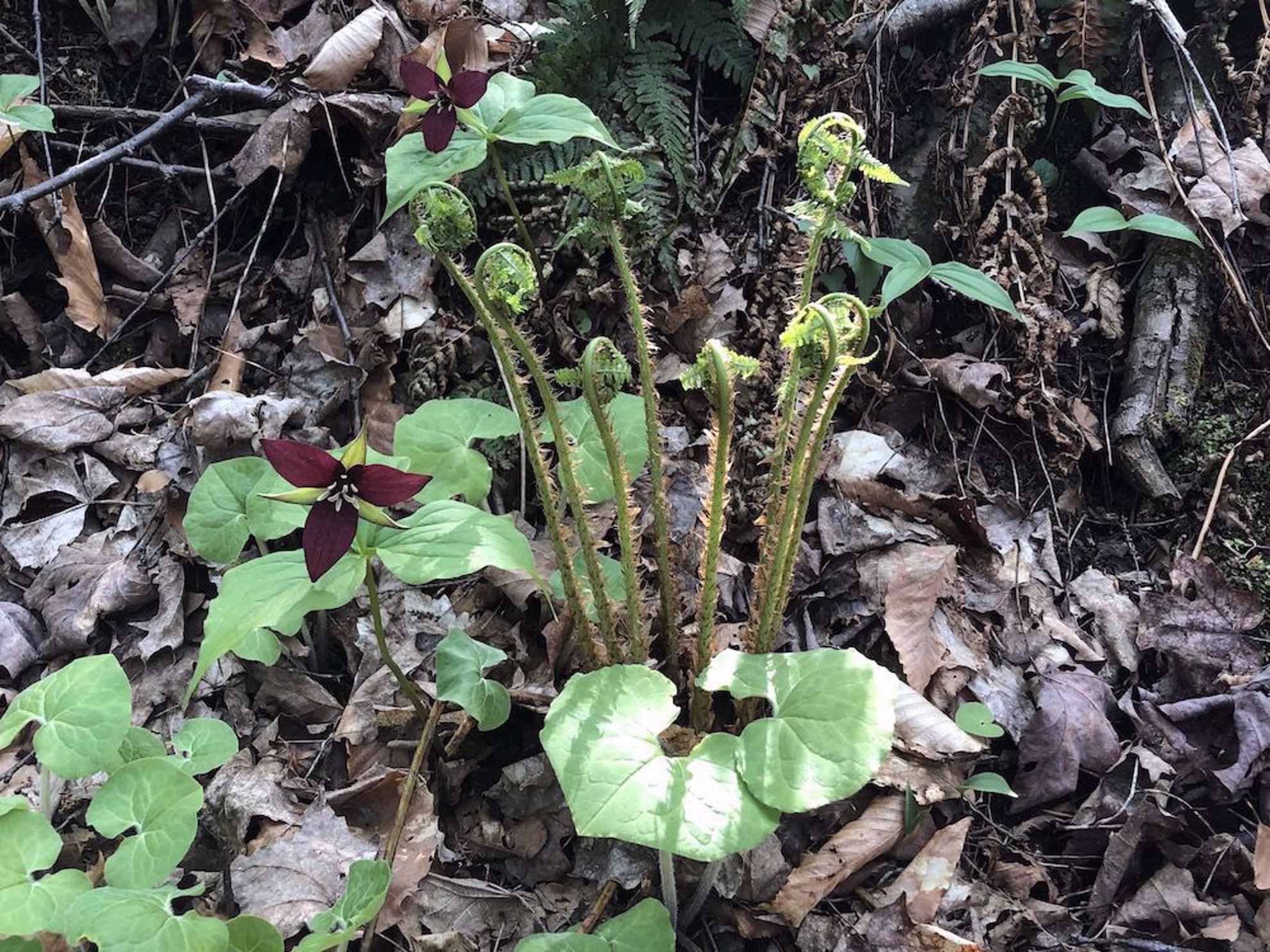 Trilium, fiddlehead ferns, wild ginger: Vermont flowers