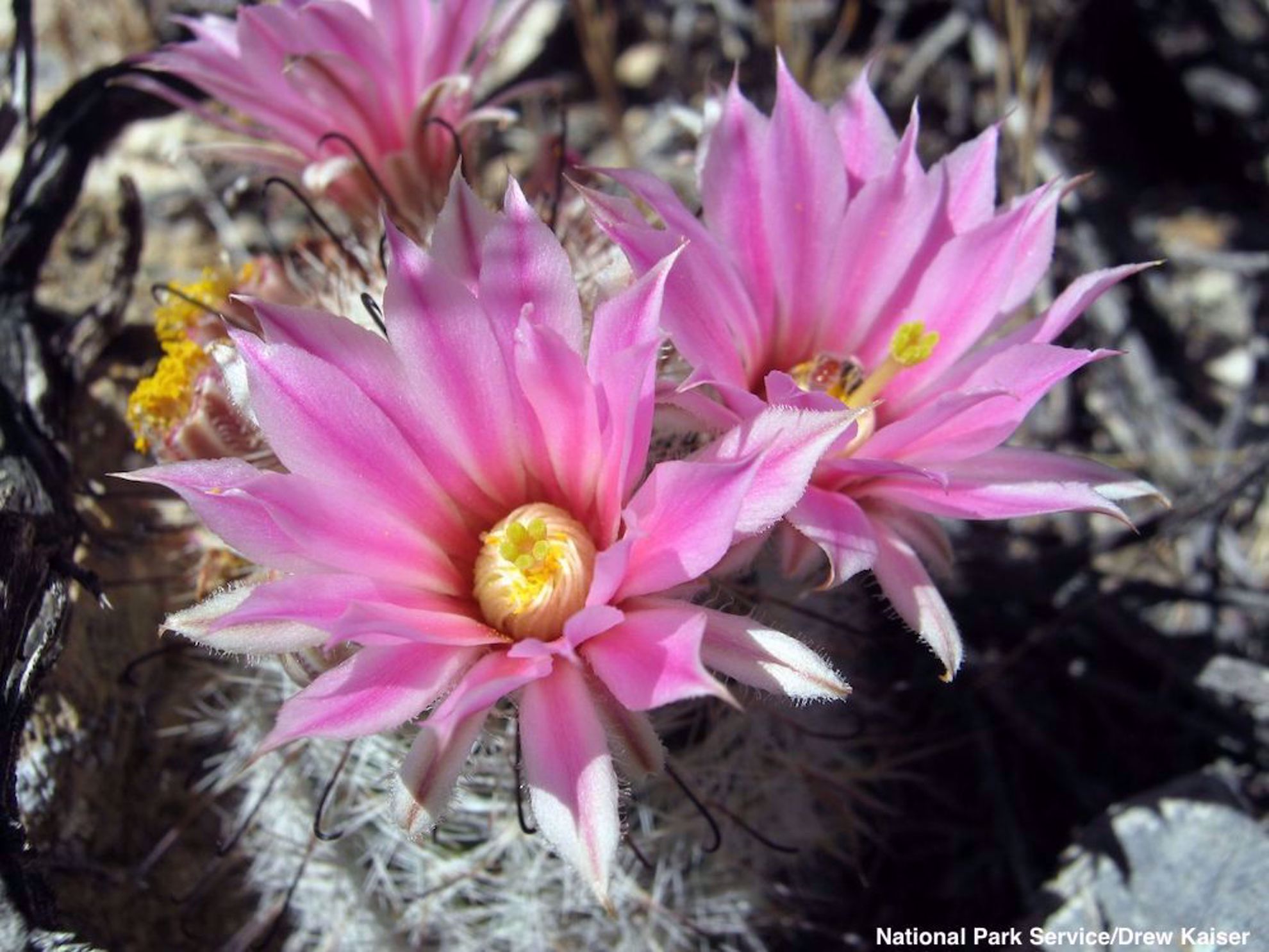 Cactus Flower, Death Valley