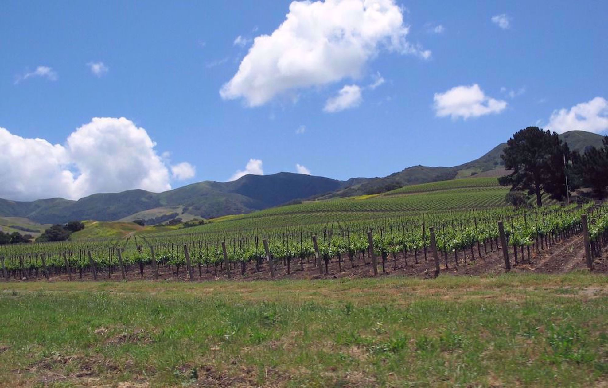 Vineyards near Santa Barbara