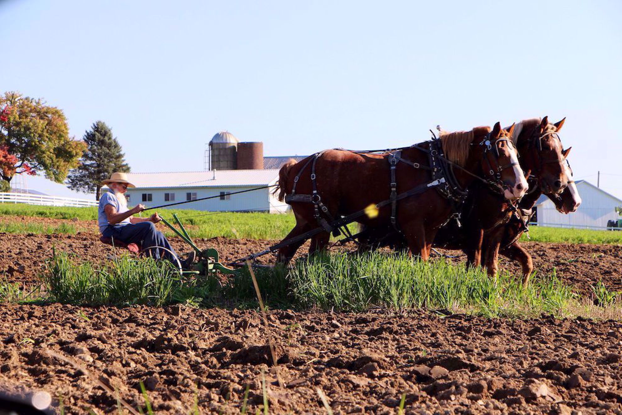 Amish man with plow horses