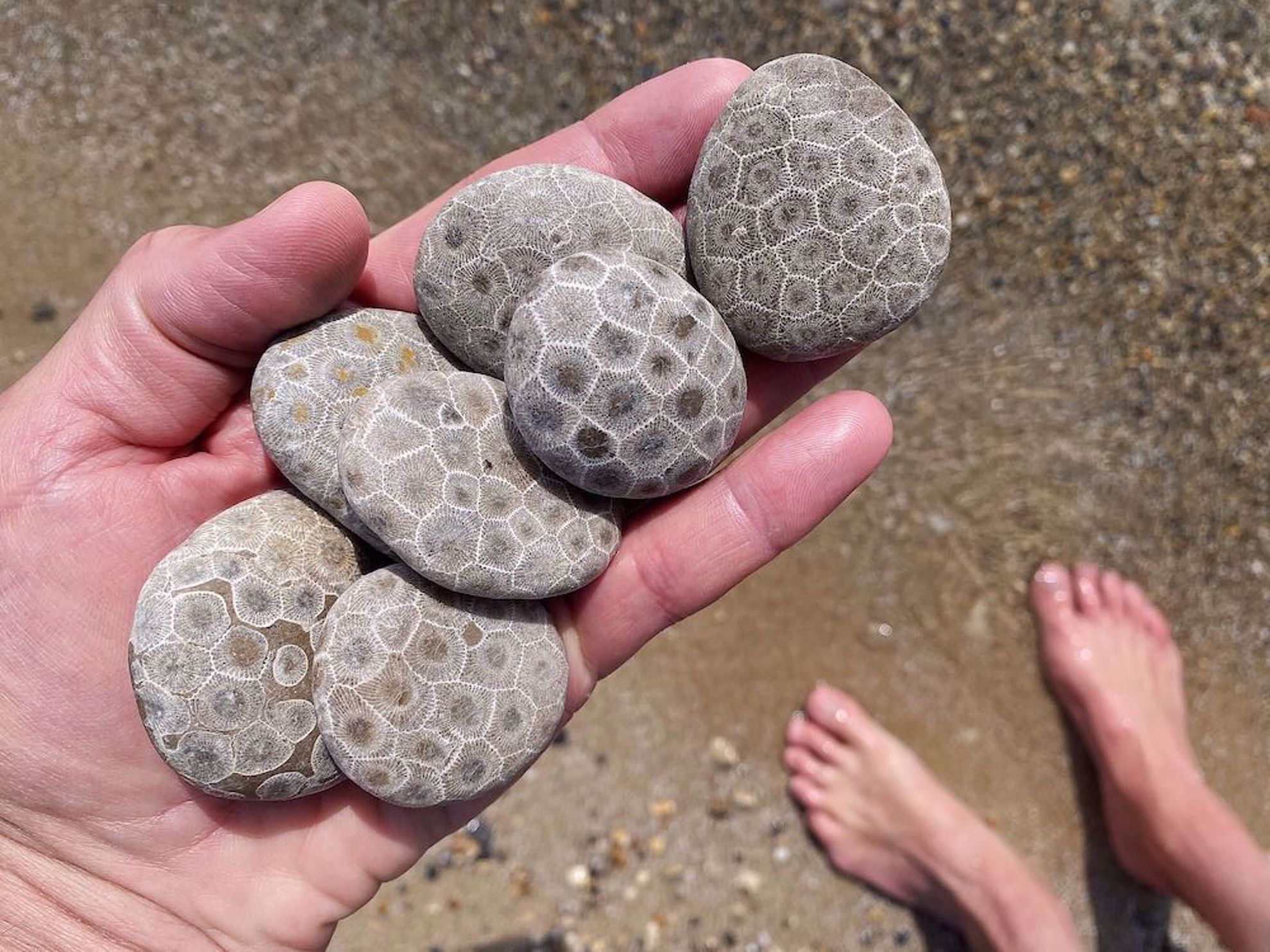 Stones found near Petoskey