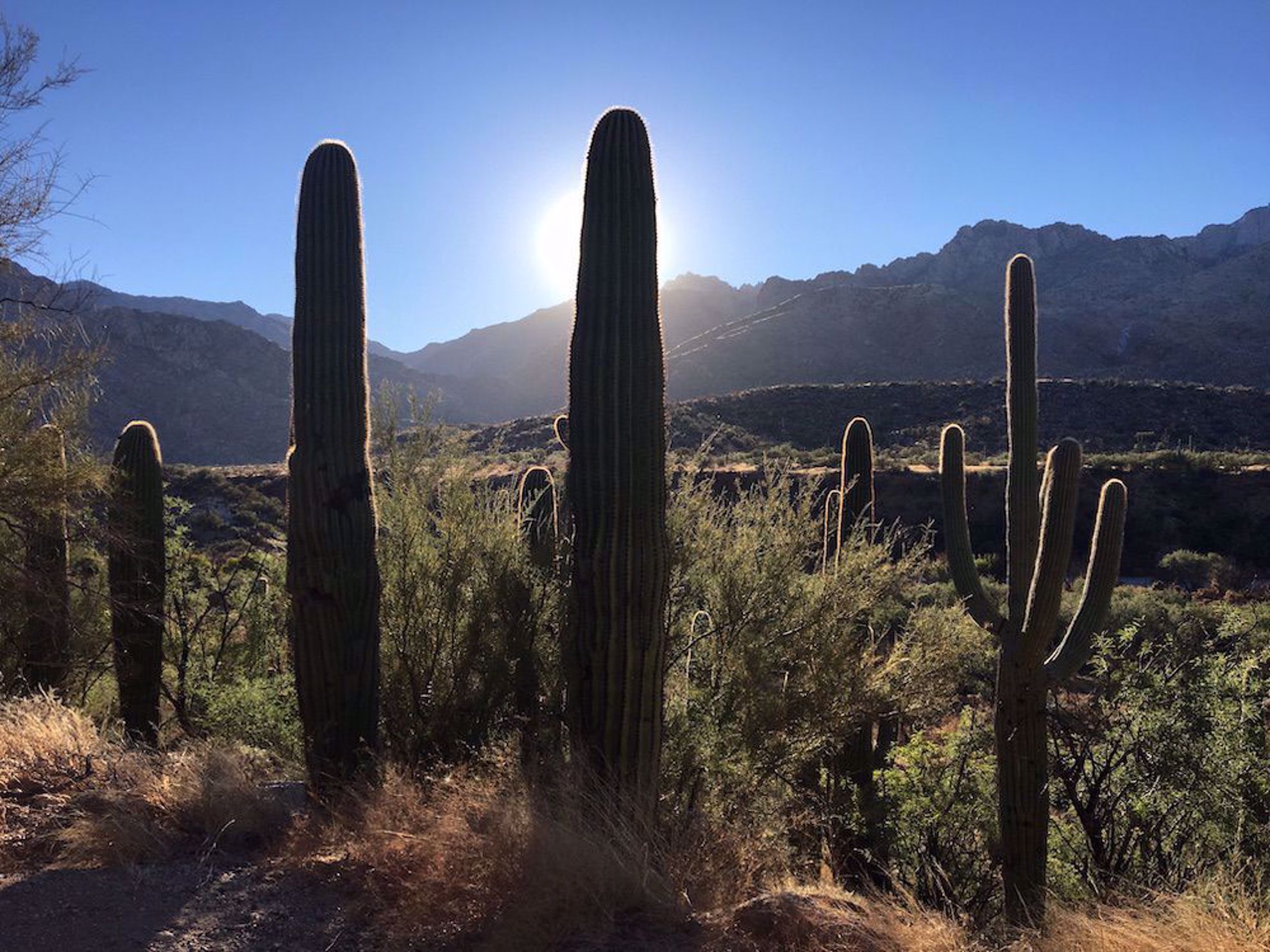 Saguaro cacti along the trail