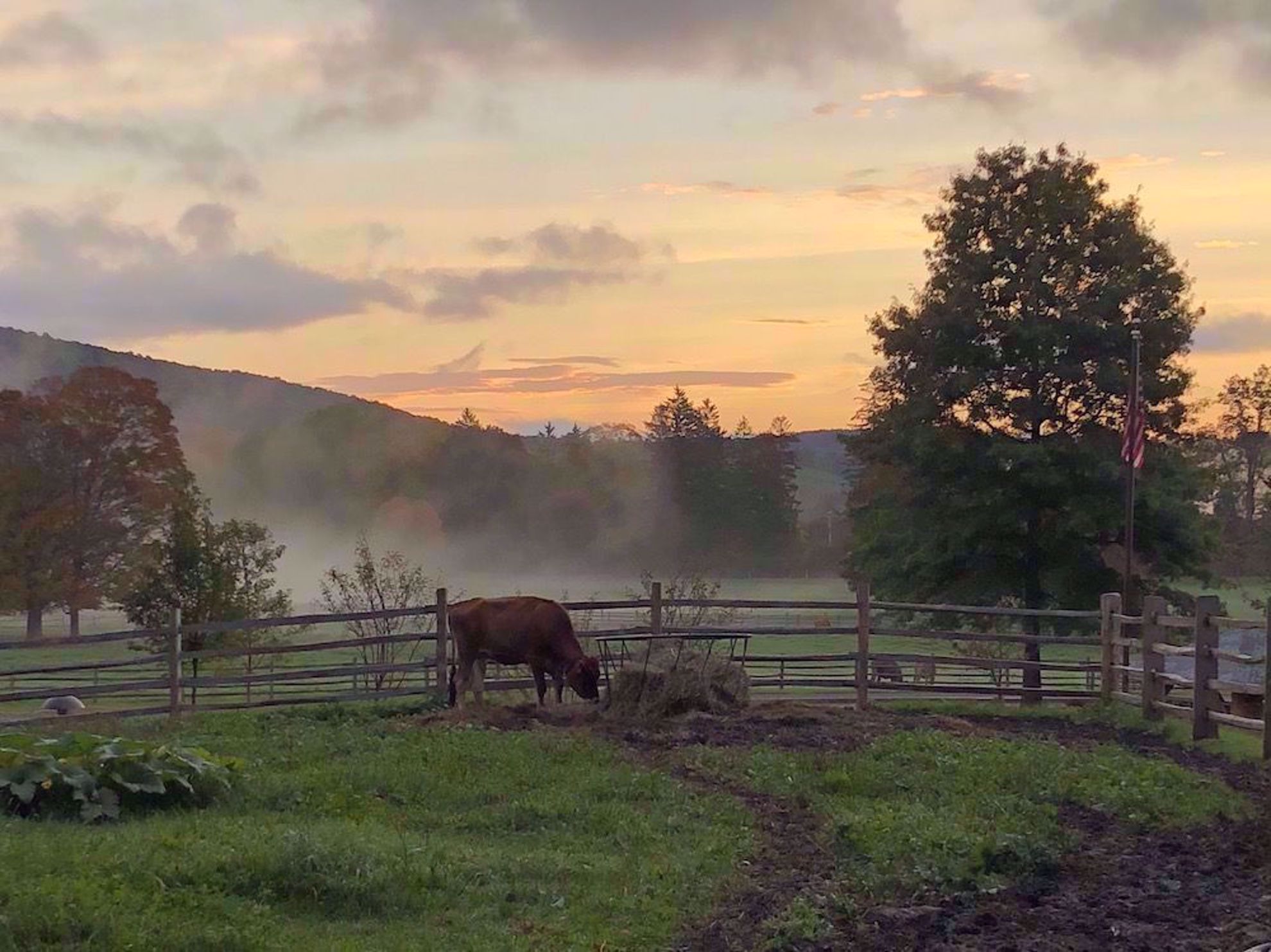 Billings Farm cows at sunrise