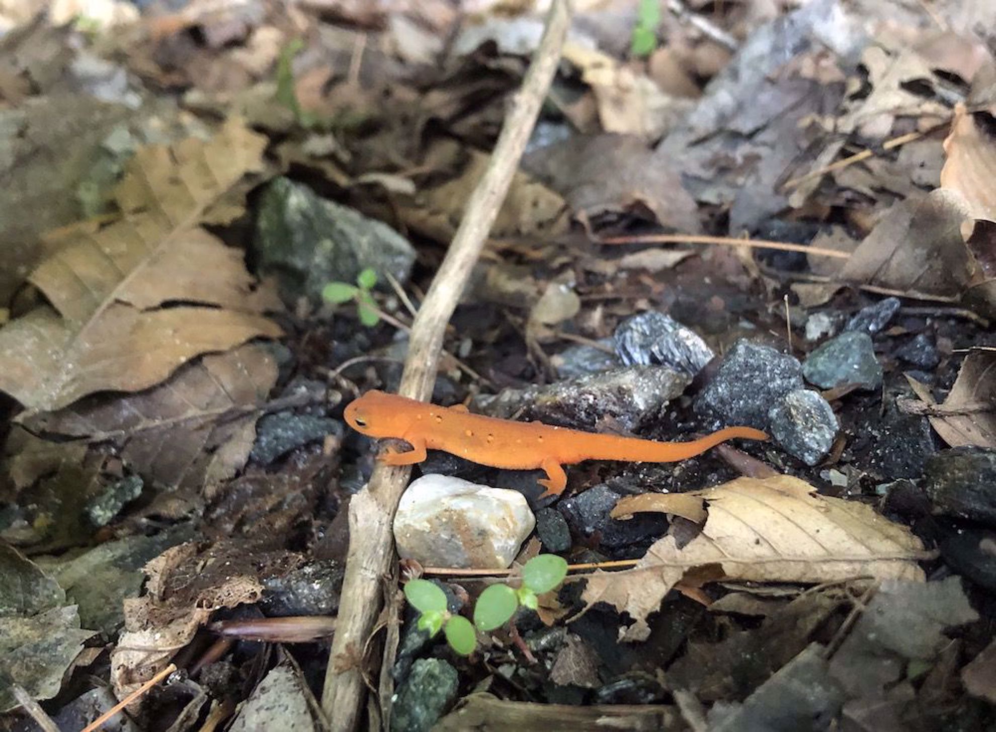 Red eft on hike in stream