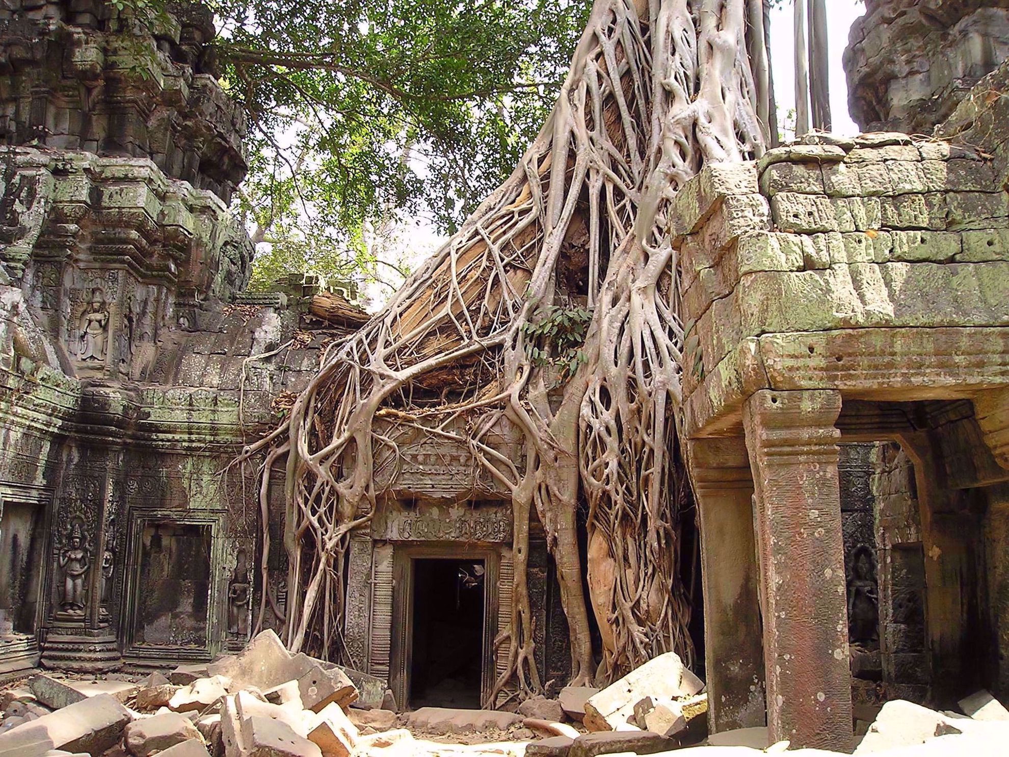 Temple enveloped by tree