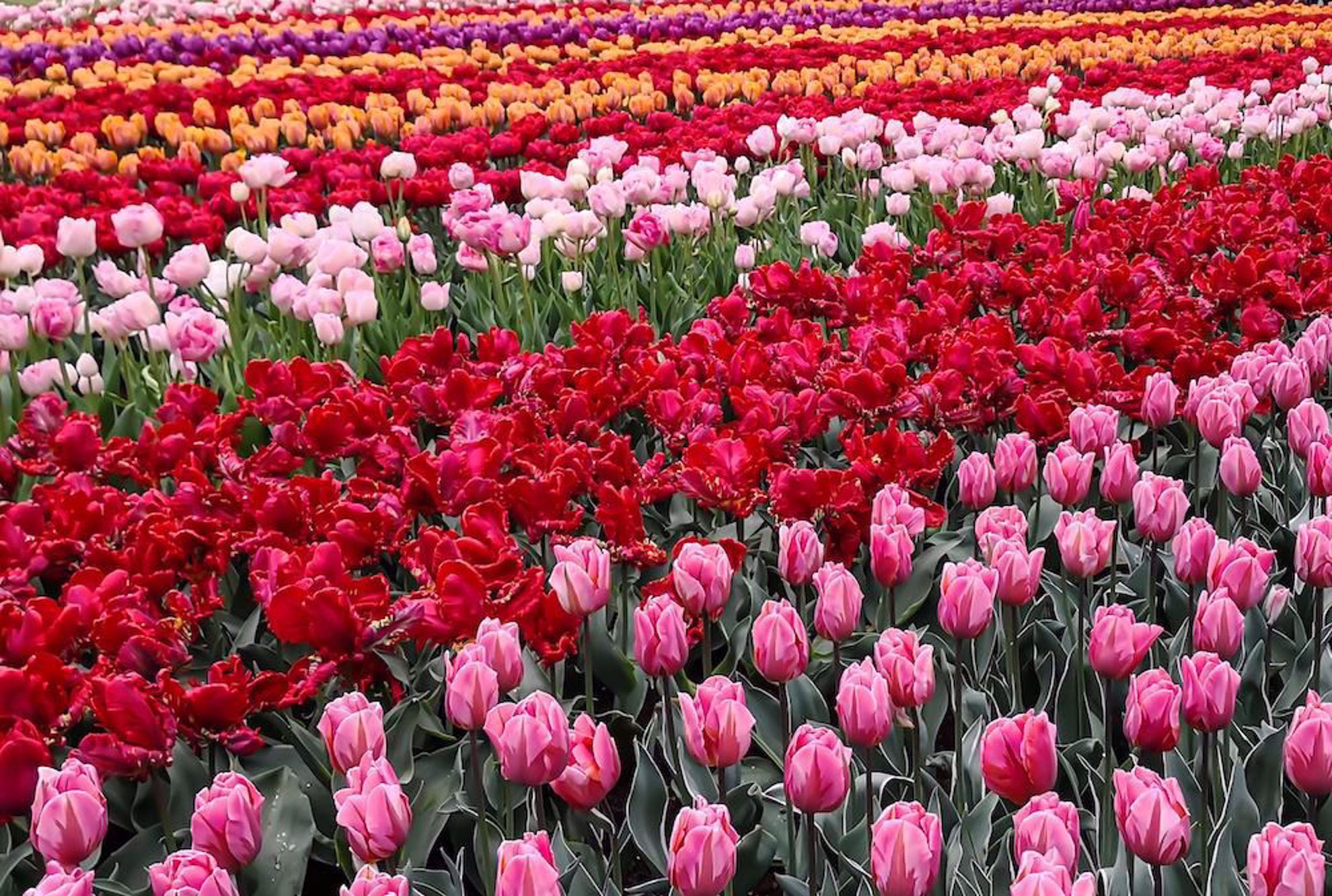 Picture of Netherlands Tulips Bike & Barge