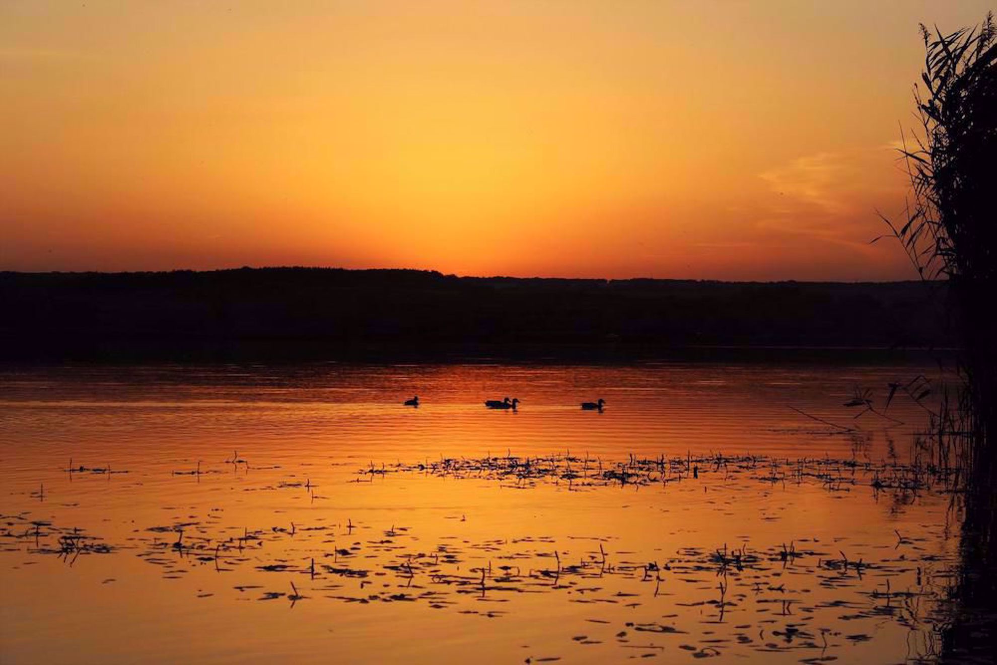Ducks on the lake at sunset