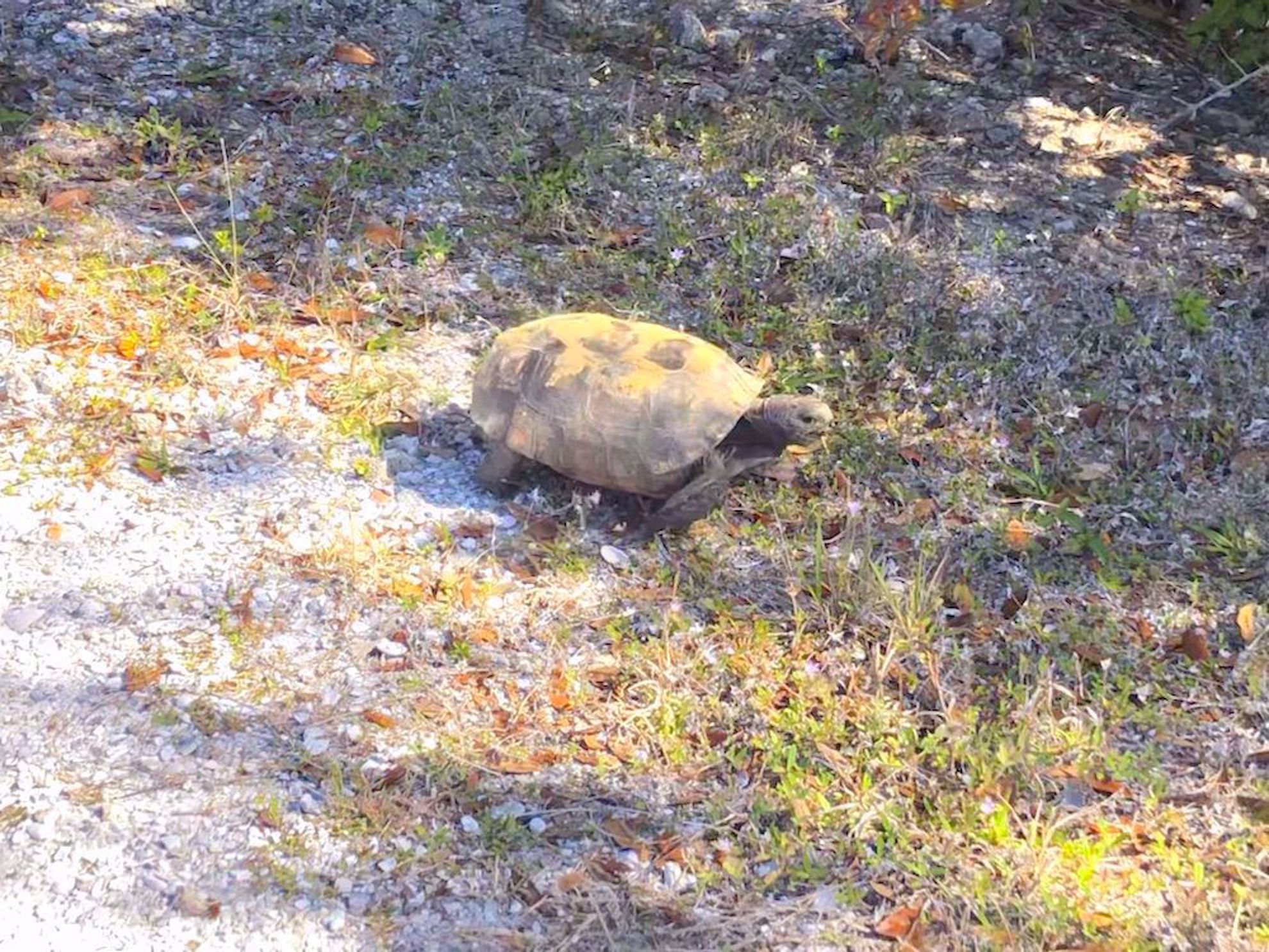 Endangered gopher tortoise along trail