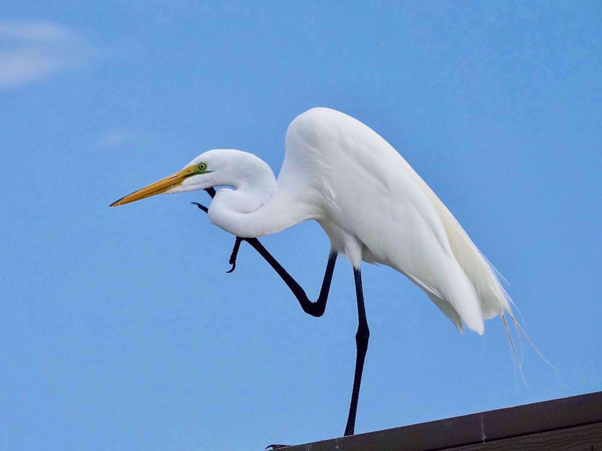 Great egret scratching