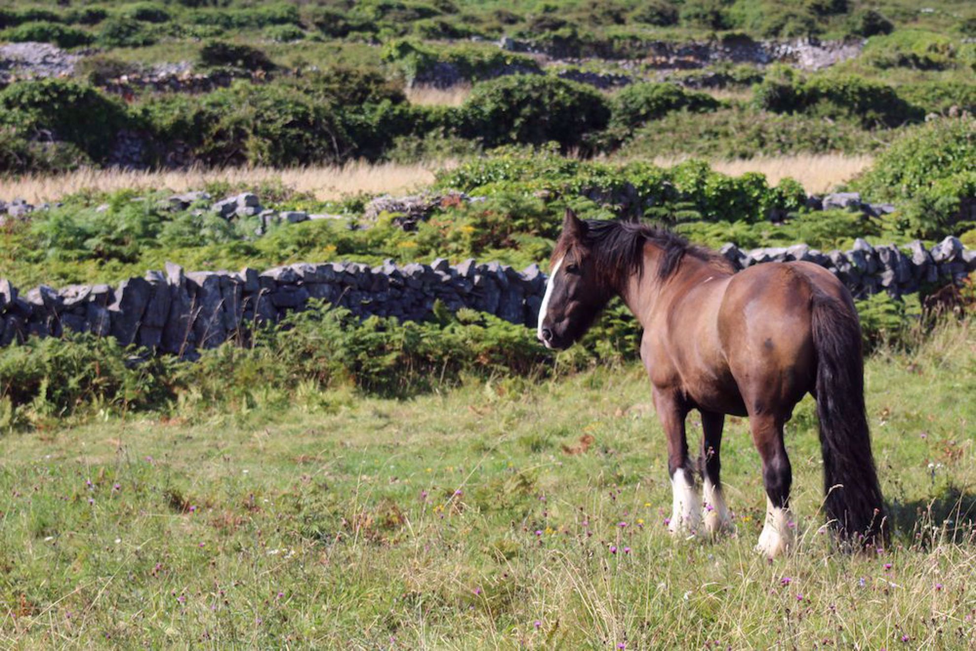 Horse on Aran Islands