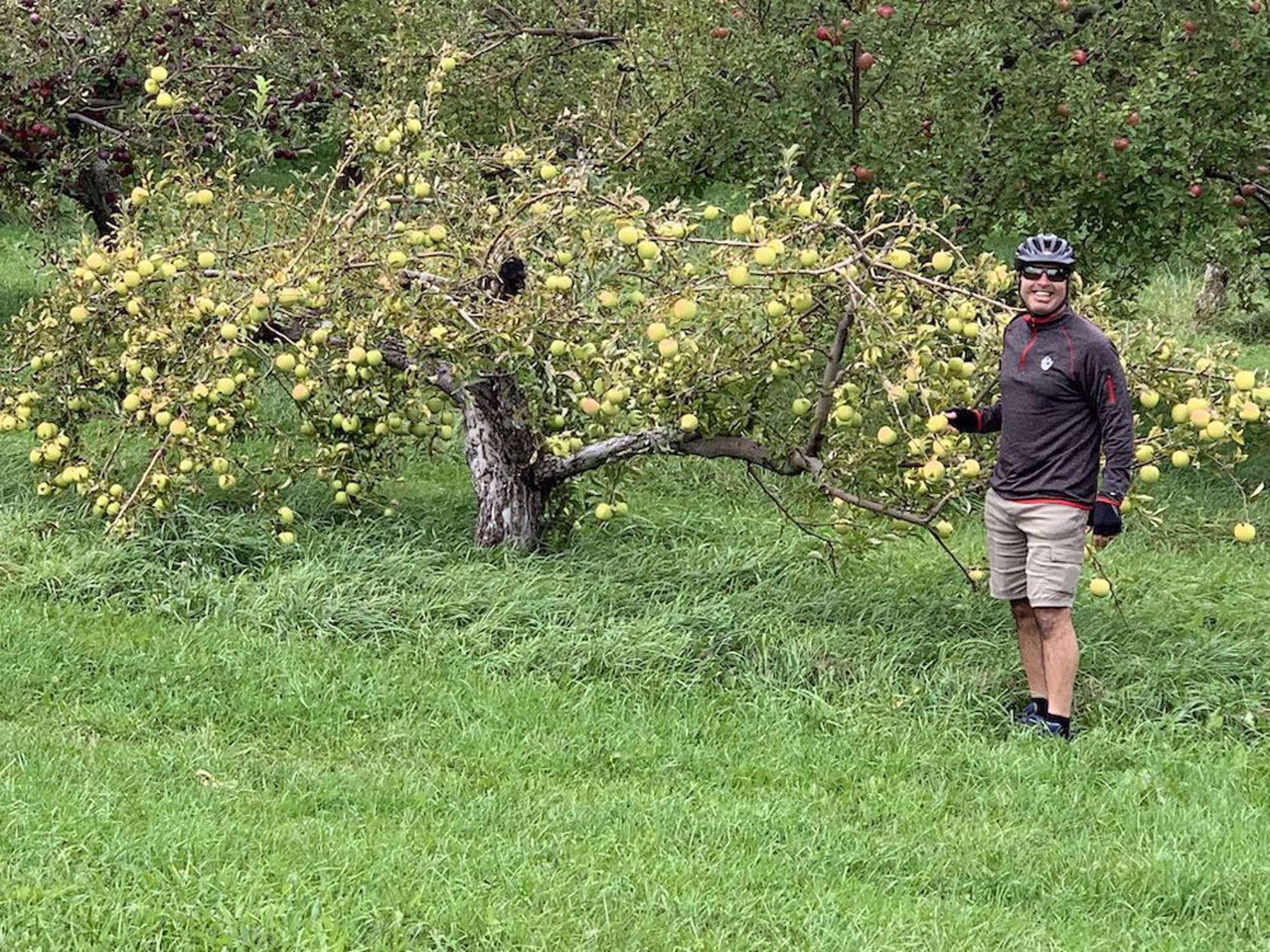 Apple orchard on the islands