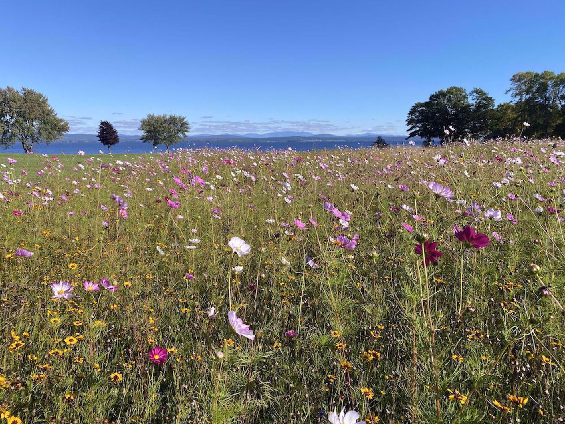 Field of flowers and mountains by Lake Champlain