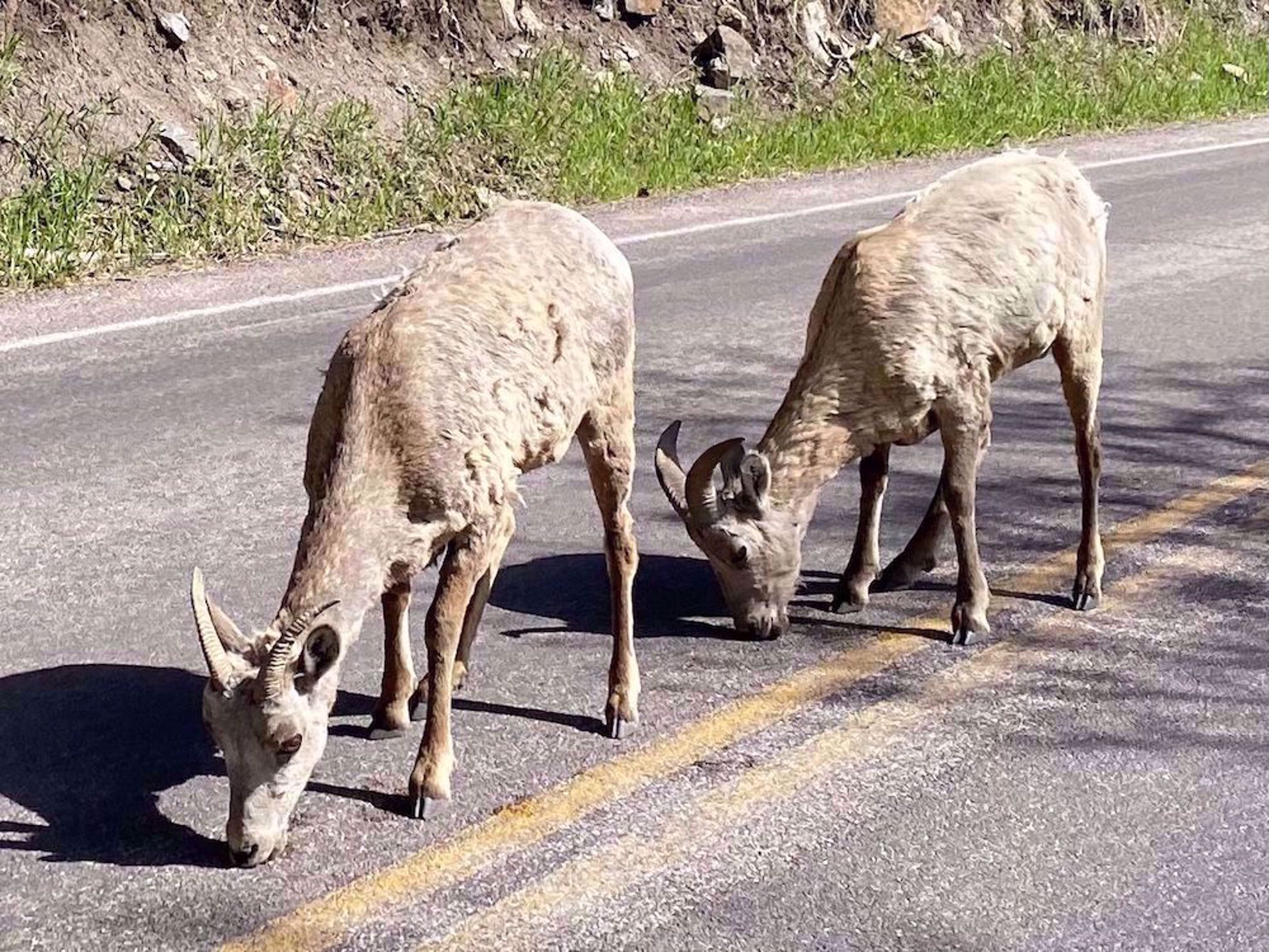 Wildlife in the road South Dakota