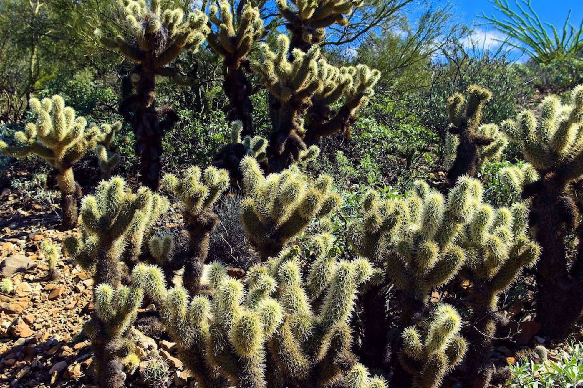 Cactus along the trail for El Tour de Tucson