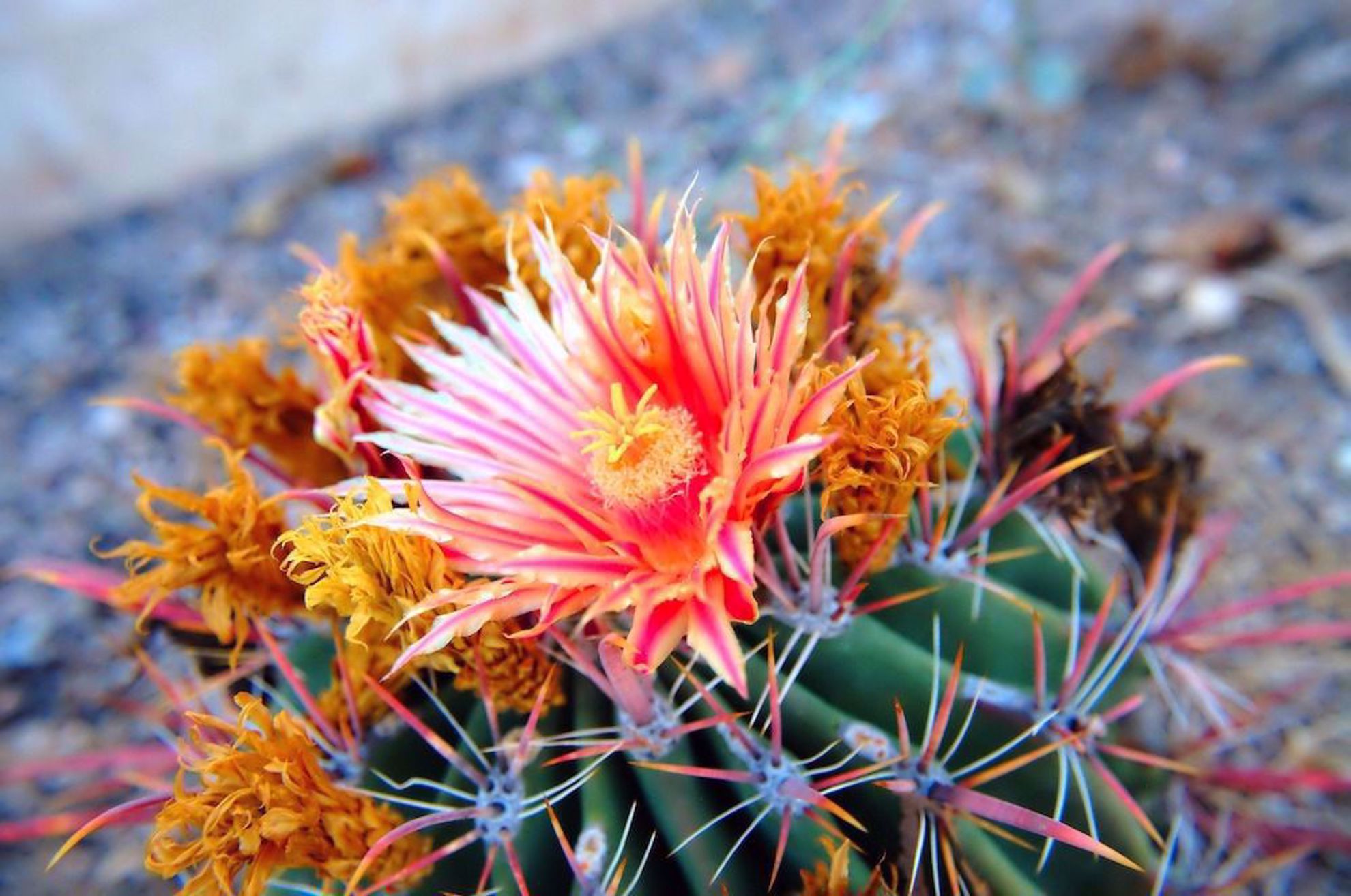 Flowers in Tucson