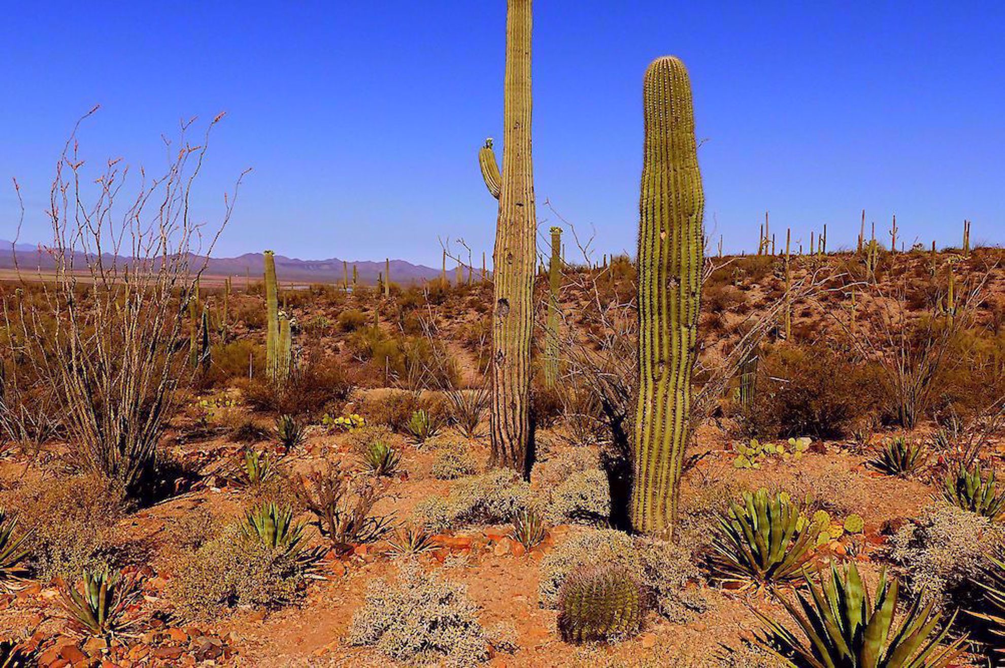 Desert view in Tucson