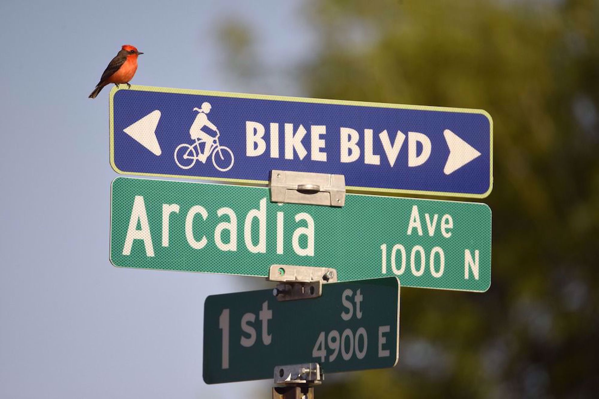 Bike Blvd Tucson