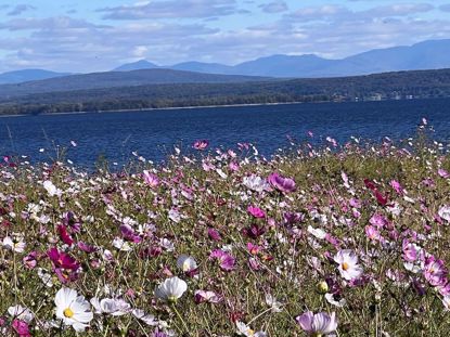 Lake Champlain with flower meadow