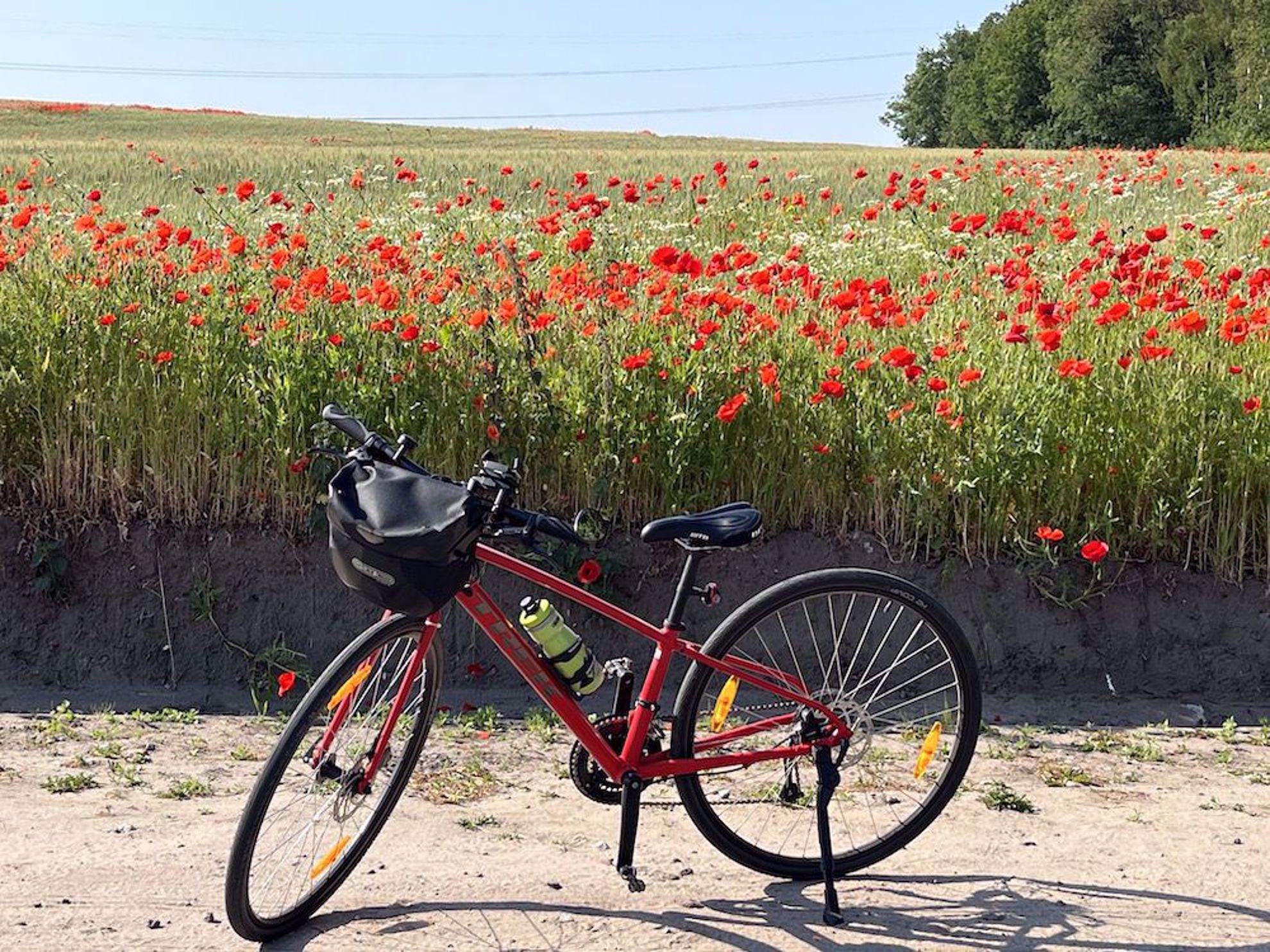 Bike by tulip field