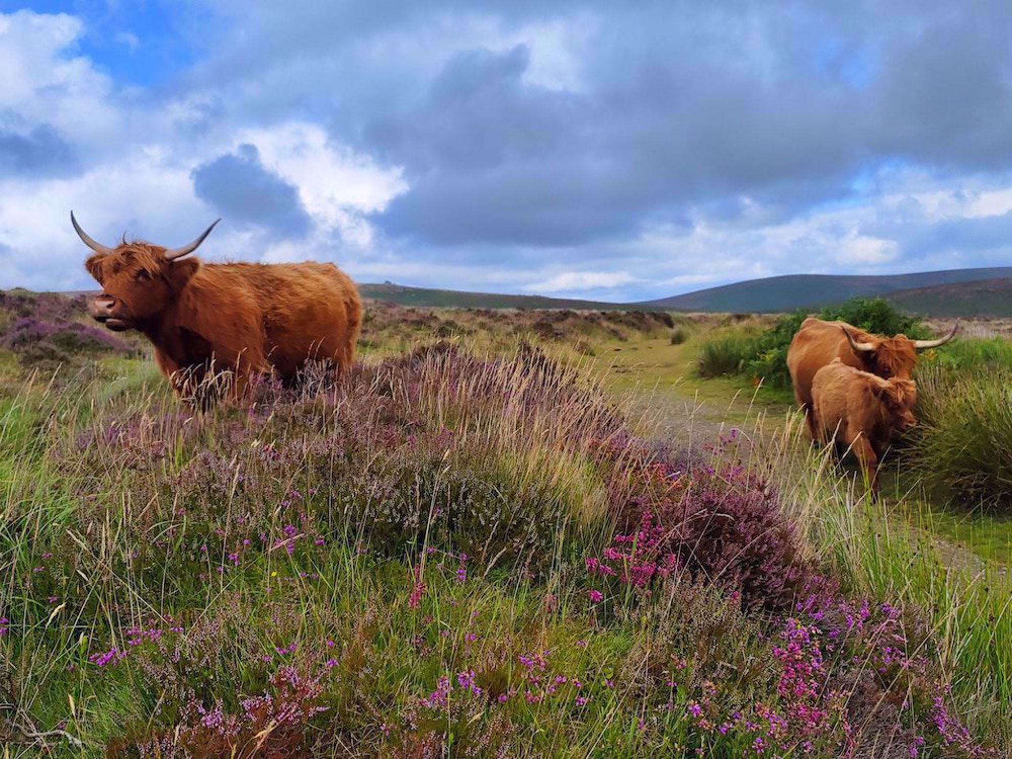 Cattle in Dartmoor