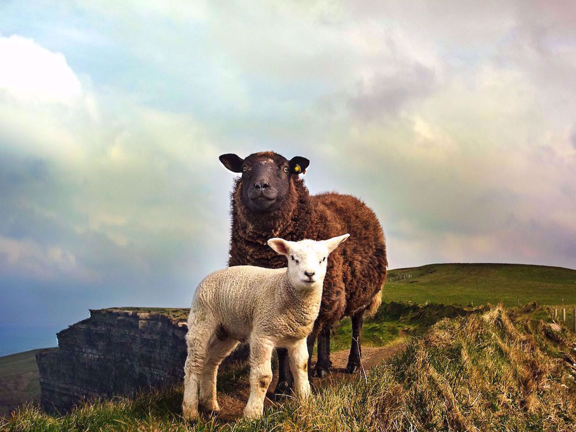 Sheep on the cliffs