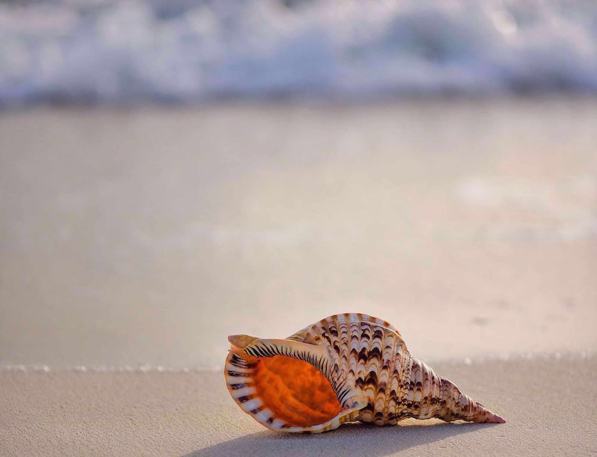 Seashell on the shore