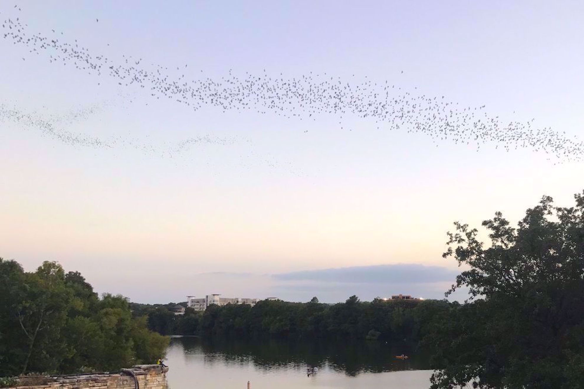 Bats emerge over the river Austin
