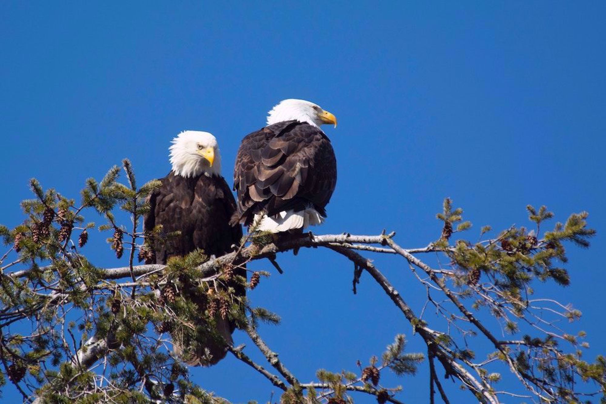 Bald Eagle Viewing