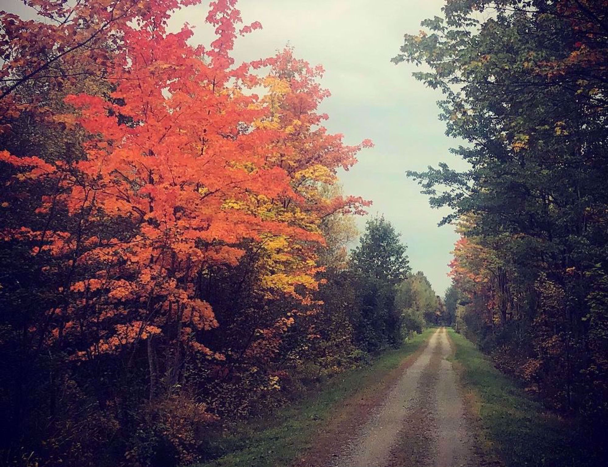 Fall foliage in VT