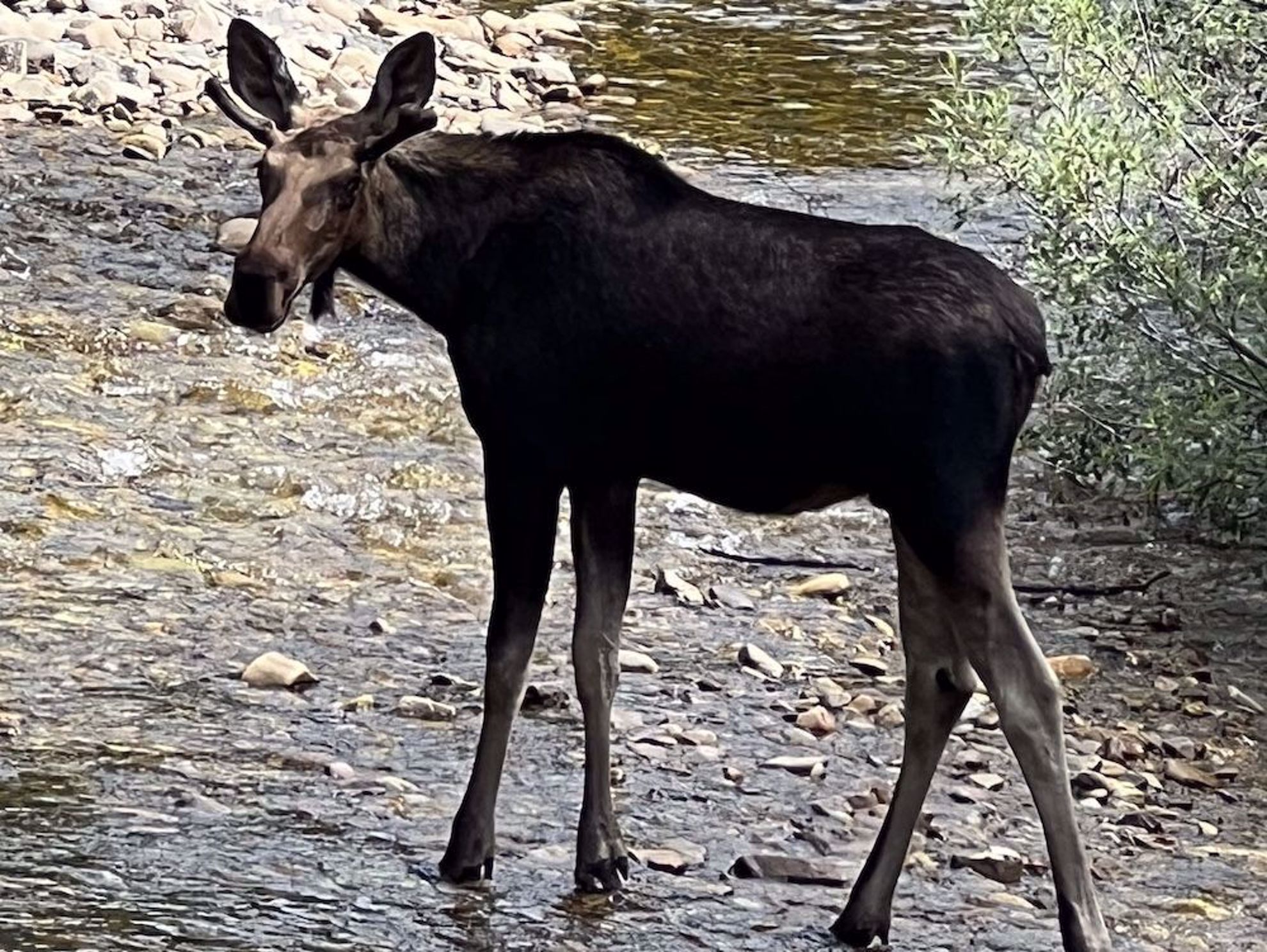 Young moose near the trail