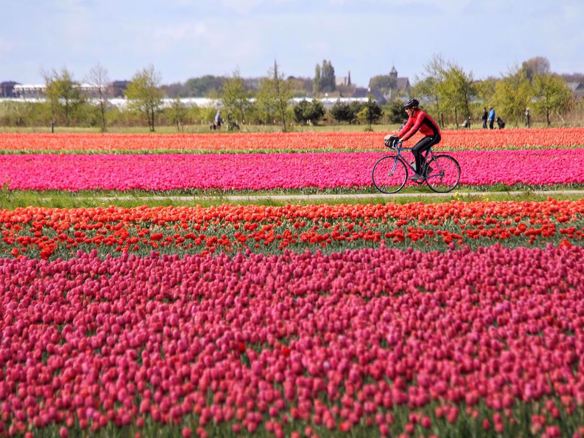 Tulip fields with biker