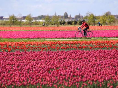 Tulip fields with biker