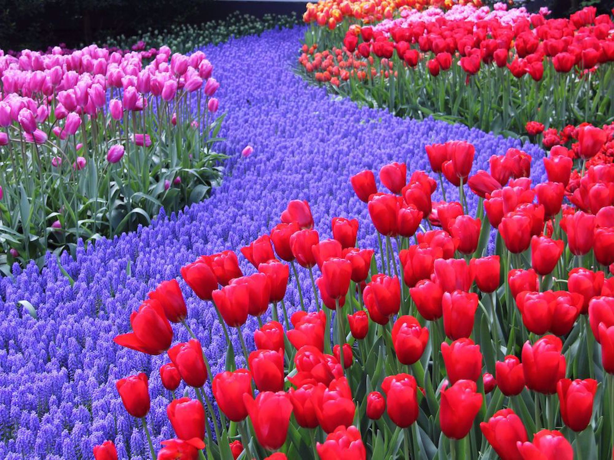 Tulips at Keukenhof gardens