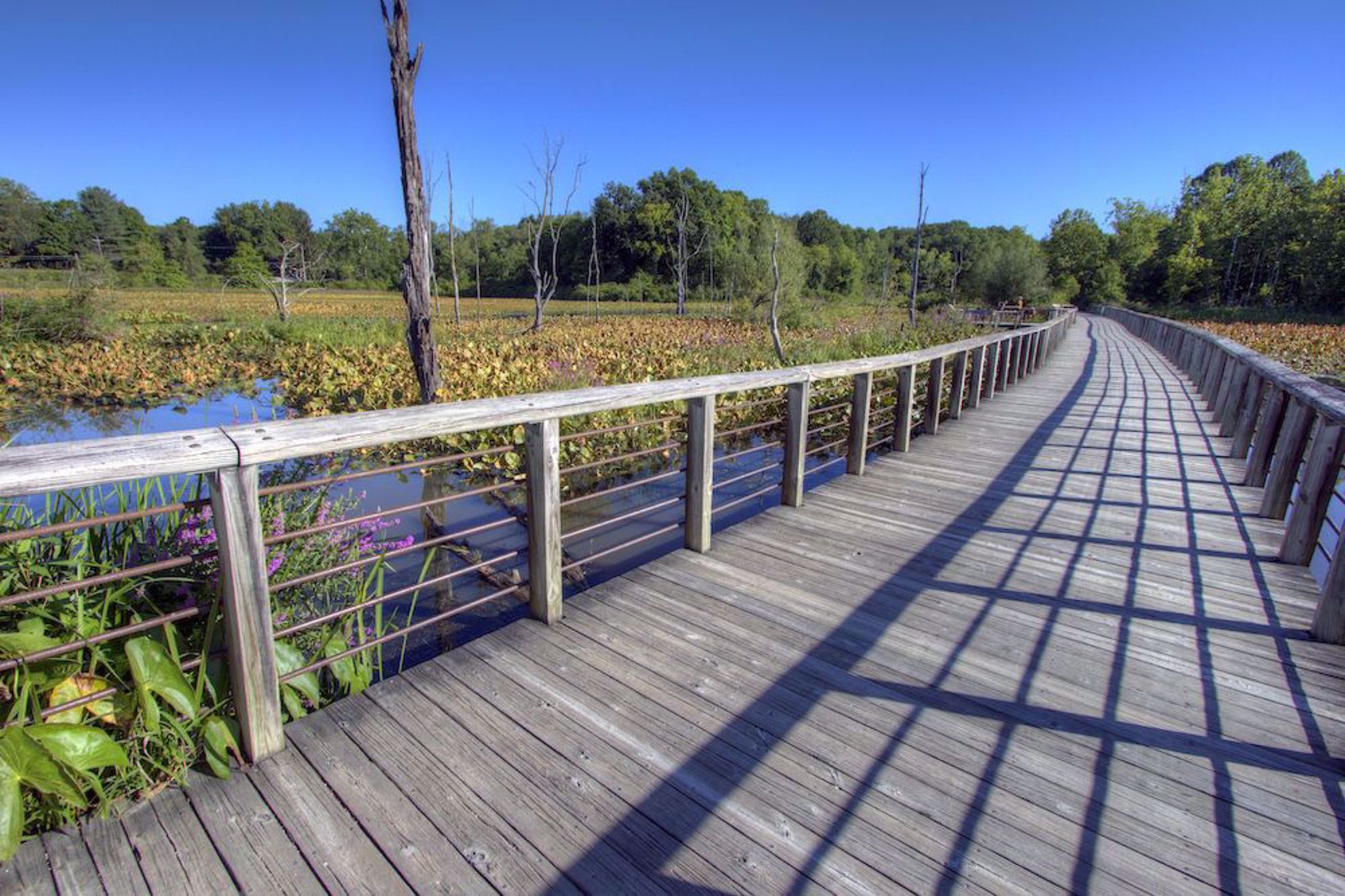 National Park marsh boardwalk