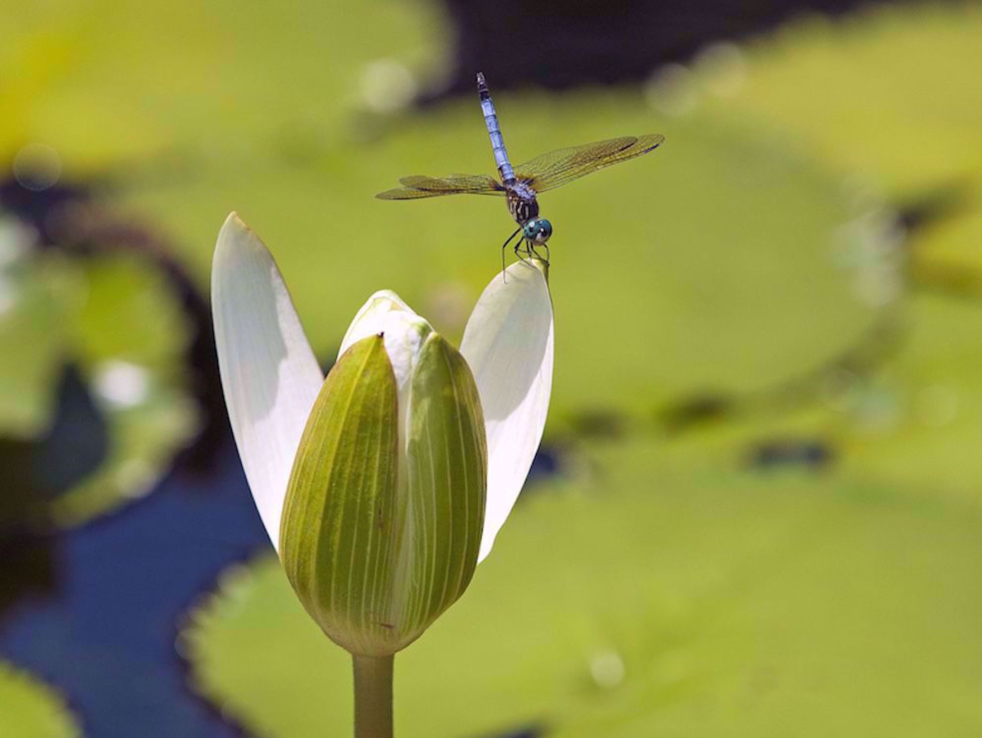 Dragonfly at Atlanta botanical garden