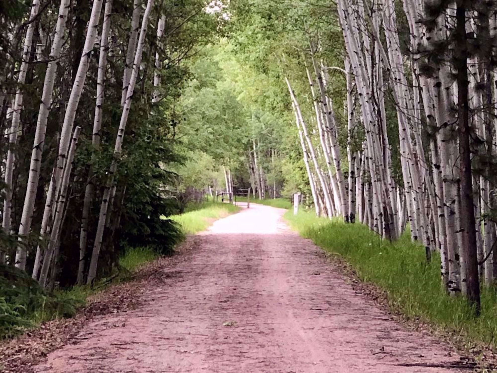 Mickelson Trail in forest section