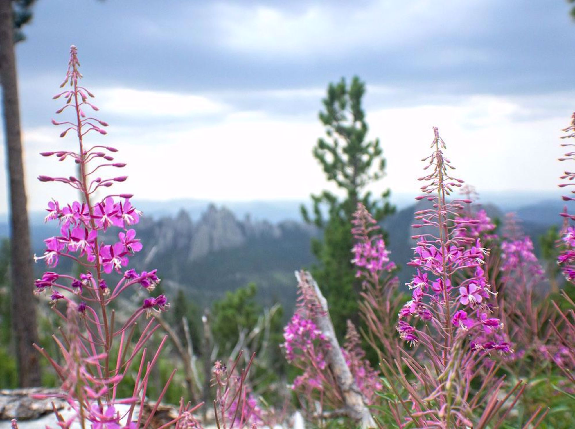 Flowers near Black Elk Peak